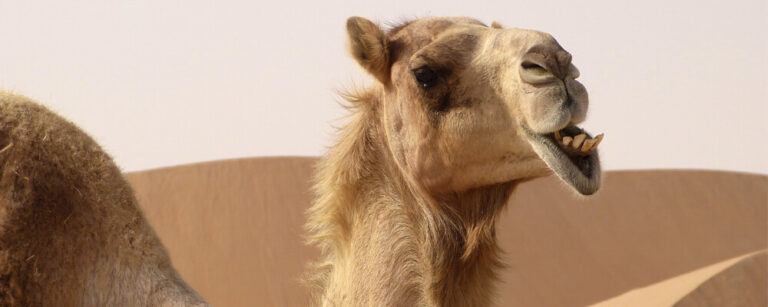 Difference between Camel and Dromedary