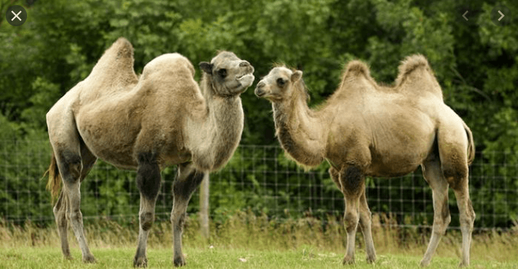 Difference between Camel and Dromedary