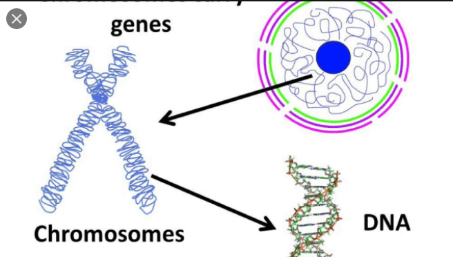 Difference between Genes and Chromosomes
