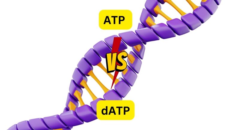 Difference between ATP and dATP