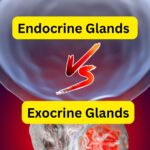 Difference Between Endocrine and Exocrine Glands