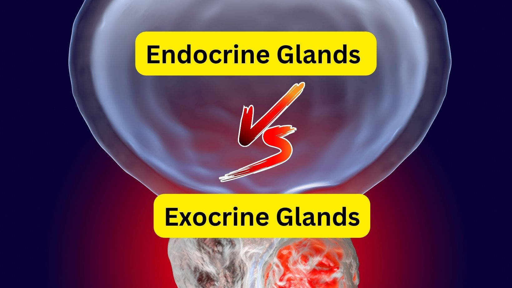 Exocrine Glands vs Exocrine Glands