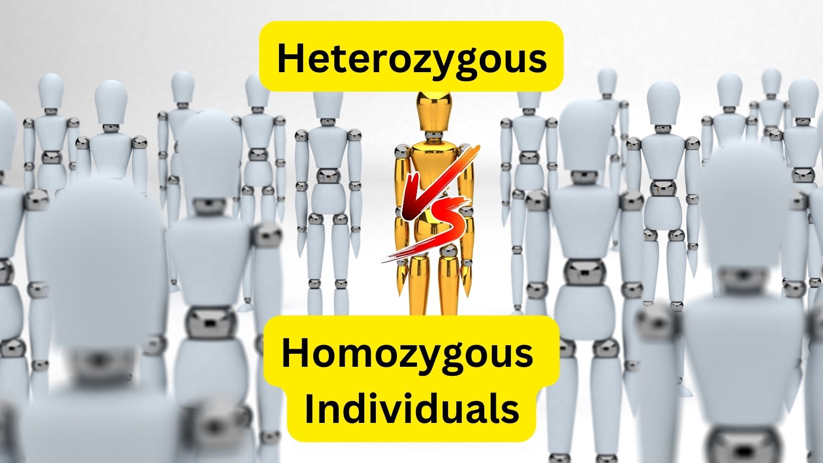 Heterozygous vs. Homozygous