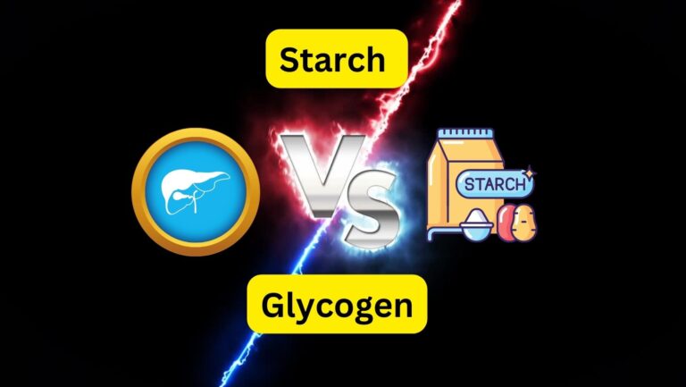 Difference between Starch and Glycogen