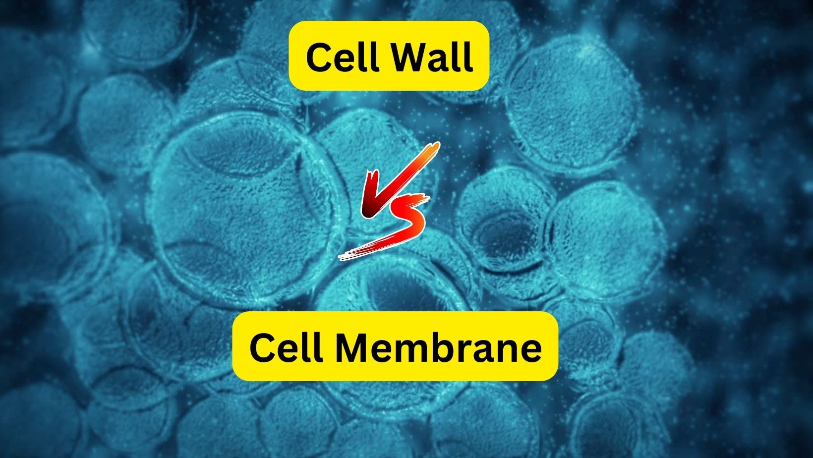 cell wall vs cell membrane