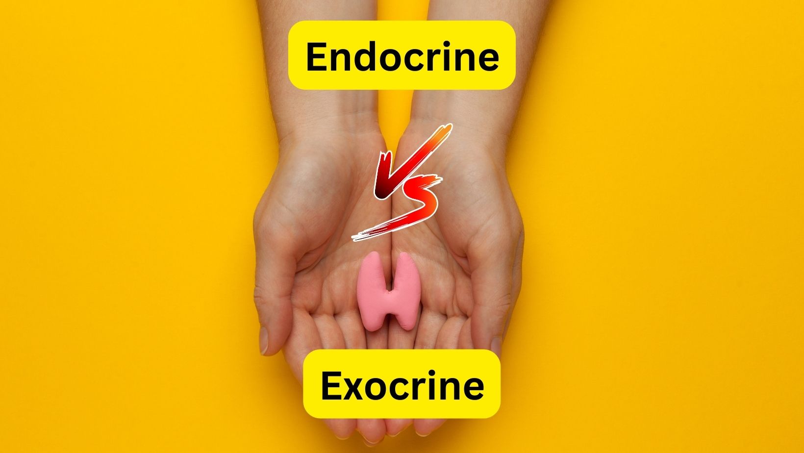 endocrine vs exocrine