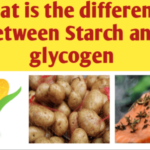 Difference between Starch and Glycogen