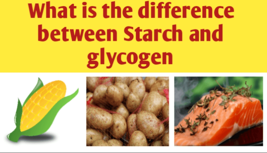 what is the major structural difference between starch and glycogen